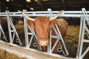 Vache - Boucherie Halal Les Prairies - Valliquerville - Yvetot - Rouen - Le Havre